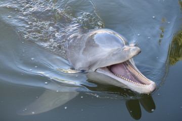 dolphin in water