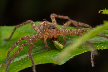 Beautiful Spider in Sabah, Borneo , Spider of Borneo , hunstman spider on green leaf