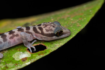 Gecko, Close-Up Gecko ,  Kinabalu Angle-toed Gecko, Borneo , Gecko of Borneo