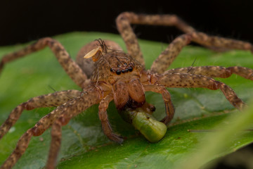 Beautiful Spider in Sabah, Borneo , Spider of Borneo , hunstman spider on green leaf
