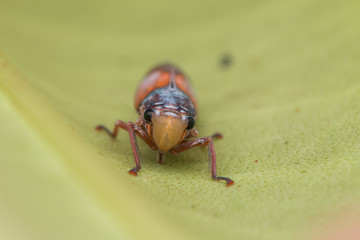 Closeup image of a red leafhopper on the green leaf.
