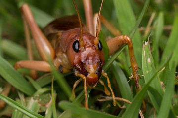 Nature Scene of giant cricket in Sabah, Borneo , Close-up image of Giant Cricket