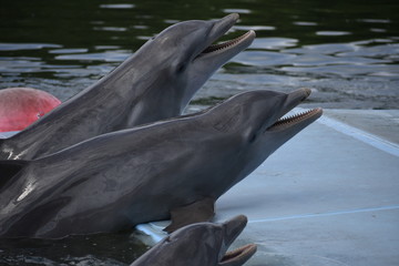 Obraz premium dolphin in water
