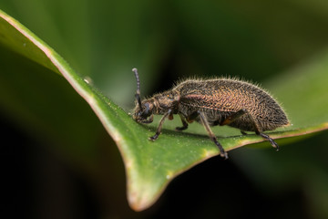 Fototapeta premium Beautiful Close-up image of hairy darkling beetleat Kota Kinabalu, Borneo