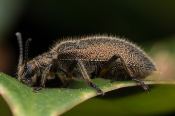 Beautiful Close-up image of hairy darkling beetleat Kota Kinabalu, Borneo