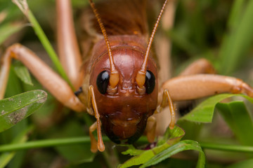 Nature Scene of giant cricket in Sabah, Borneo , Close-up image of Giant Cricket