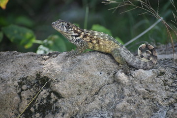 lizard on a rock