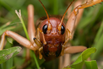 Nature Scene of giant cricket in Sabah, Borneo , Close-up image of Giant Cricket