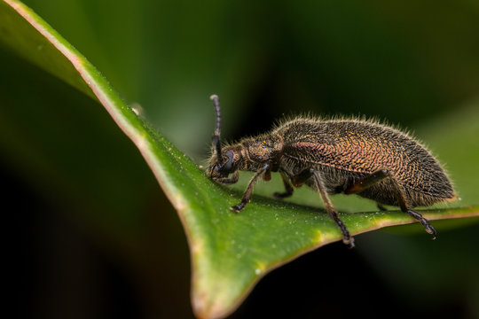 Beautiful Close-up image of hairy darkling beetleat Kota Kinabalu, Borneo