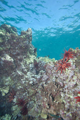 Healthy Coral Reef in Hawaii