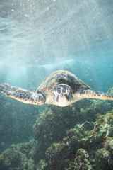 Fototapeta premium Turtle Close Up Swimming Over Coral Reef Thru Sun Rays