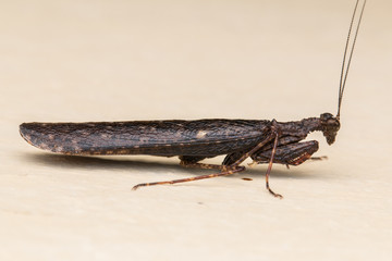 Bark Mantis of Sabah,Borneo.
