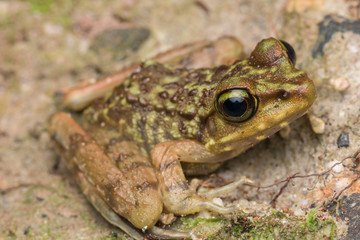 Beautiful Frog of Borneo, Kinabalu Torrent Frog , Macro image of frog at Broneo.