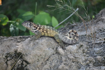 lizard on a rock