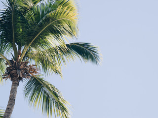 Fototapeta na wymiar Palm branch against the blue sky.