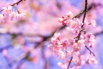 Wild Himalayan Cherry on sky background.
