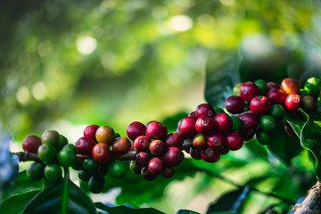 Coffee beans on tree at the mountain in farm northern Thailand.