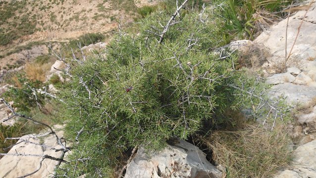 34,34,159,164.782227