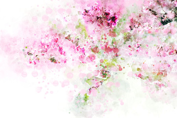 Pink cherry blossom  painting on white background. Digital watercolor illustration.