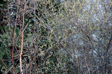 Rapid spring flowering of willow - 244642196