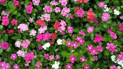 Fototapeta premium Flowers that are decorated in beautiful gardens