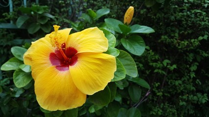 Yellow hibiscus. Hibicus hybrid. yellow flower