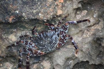 crab on the beach