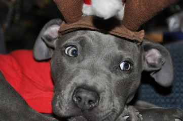 Christmas pit bull puppy in Santa suit looking 
