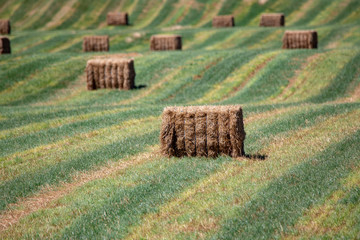 Freshly made medium square hay bales dot the landscape of green striped rows in a field © Sheryl