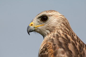 Portrait of Red-shouldered Hawk, Buteo lineatus, in Everglades National Park, Florida.