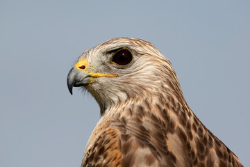 Portrait of Red-shouldered Hawk, Buteo lineatus, in Everglades National Park, Florida.