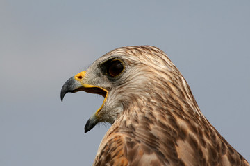 Portrait of Red-shouldered Hawk, Buteo lineatus, in Everglades National Park, Florida.