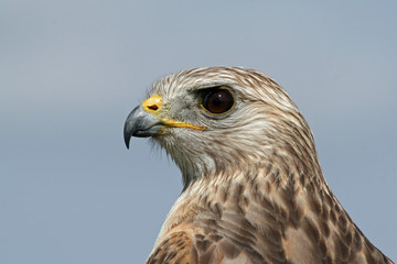 Portrait of Red-shouldered Hawk, Buteo lineatus, in Everglades National Park, Florida.