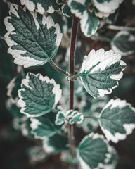 Rama con hojas blancas y verdes