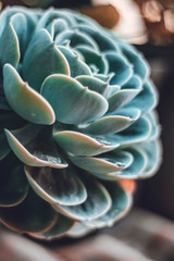 Flor suculenta con gotas de agua en sus hojas