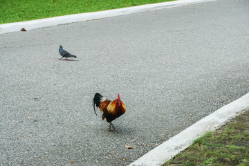beautiful cock cross the concrete walkway in green public park