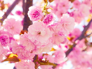 Sakura spring flowers. Spring blossom background. Beautiful nature scene with blooming sakura tree. Japanese garden. Sunny day. Abstract blurred background.