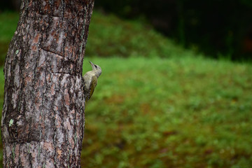 松の木に止まるヤマゲラ
