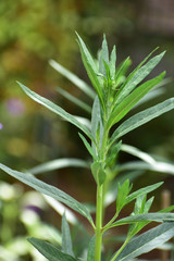 フウセントウワタの苗