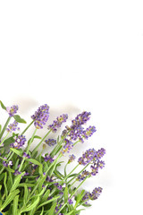 
 Lavender on a white background
