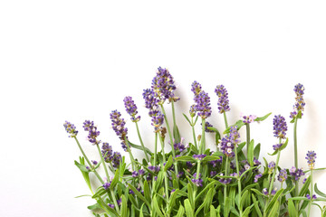 Obraz premium Lavender on a white background 