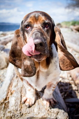 Funny basset hound dog stands on a log and licks his nose.