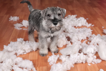Naughty bad cute schnauzer puppy dog made a mess at home, destroyed plush toy. The dog is home...