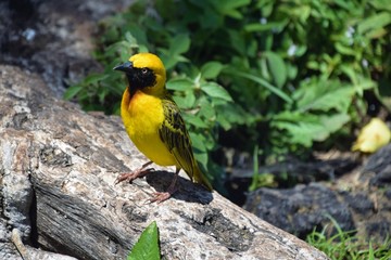 bird on a branch