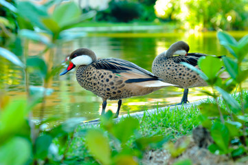 Patos de pico rojo en el lago