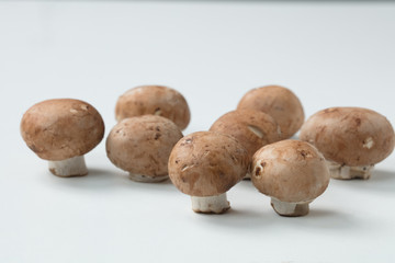 白背景にマッシュルームの集合