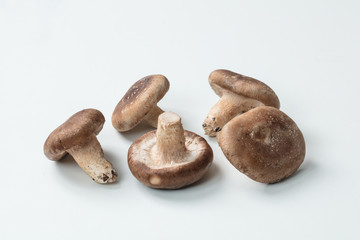 白背景にマッシュルームの集合