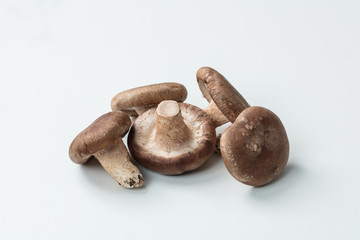 白背景にマッシュルームの集合