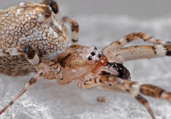 Macro Photo of Head of Spider are on the Web Isolated on Grey Background