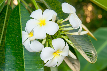 White plumeria flowers closeup — tropical plant. Kingdom of Thailand